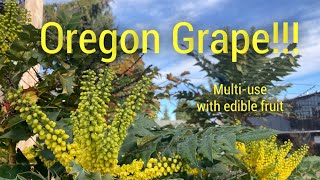 Mahonia Oregon Grape Easytogrow edible plant has MANY uses [upl. by Gintz]