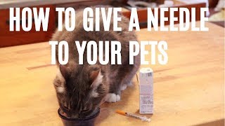 How To Give A Needle To Your Dog or Cat [upl. by Atinyl]