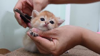 Clipping the nails of the two feisty Kittens  They look very cute [upl. by Nerradal]