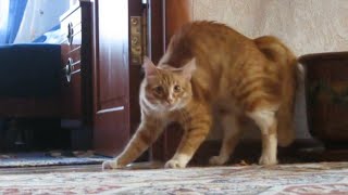 Adrenaline Cats  Funny Cat Video Compilation 2020 [upl. by Clarise890]