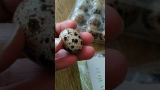 Quail Eggs shorts viral shortsvideo [upl. by Htidirem612]