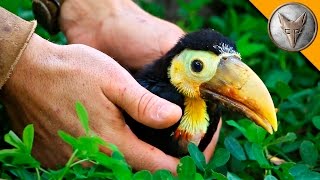 Rescued Baby Toucan [upl. by Sseb]