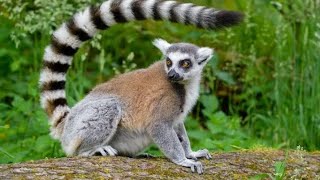 Ringtailed lemur I Lady Amhersts pheasant on dating site I Nook for Wildlife [upl. by Koziel]