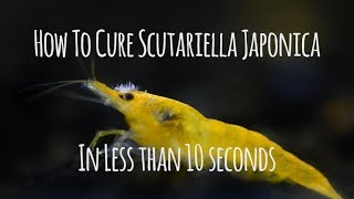 How To Cure Scutariella Japonica In 10 Seconds [upl. by Aicillyhp641]