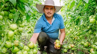 Cultivo de Tomate Orgánico 🍅  Anolaima Cundinamarca  Cómo Cultivar Tomate Bajo Techo [upl. by Ezarras]