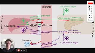 MCAT Question of the Day Digestive Hormones [upl. by Aiksa383]