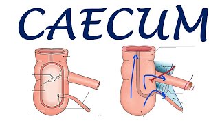 Chp20  Anatomy of CAECUM  BDC Vol2  Large Intestine  Dr Asif Lectures [upl. by Mclaurin]