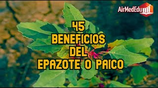 45 Beneficios del Epazote o Paico [upl. by Orferd]