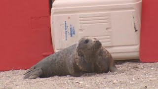 Seals released after rescue rehab at Mystic Aquarium [upl. by Parcel613]