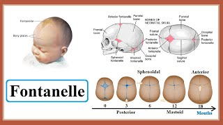 fontanelle [upl. by Einaled]