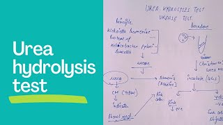 urea hydrolysis testurease test in microbiology biochemical test in microbiology [upl. by Erminie]