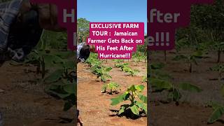 🏝️💪ULTIMATE FARM TOUR Jamaican Farmer STARTS OVER AFTER Hurricane Beryl🌀 [upl. by Schreibe]