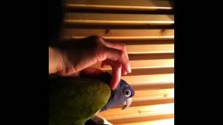 Blue headed pionus happy sound [upl. by Alor]