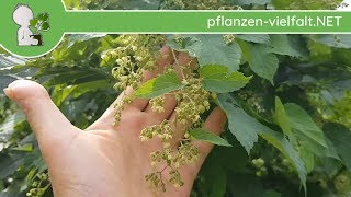 EchterWilder Hopfen  Männliche BlüteBlüten Humulus lupulus  Wildpflanzen Bestimmung [upl. by Nimad]