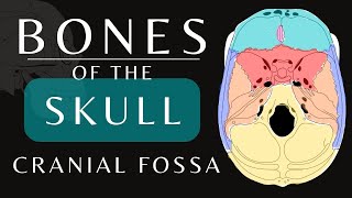 Cranial Fossa Anatomy  Bones of the Skull  Anatomy and Physiology skull shorts [upl. by Noir]