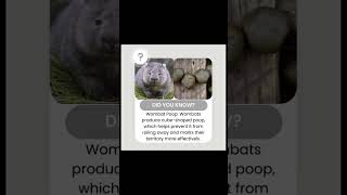 Wombat poop Did you know Feedingbrain funfacts facts [upl. by Hannala869]