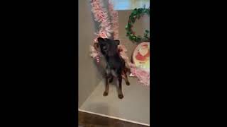 Miniature Pinscher Puppy Tucker [upl. by Gombosi144]