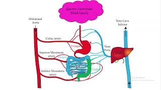 GastroIntestinal blood supply Chapter 63 part 7 Guyton and Hall Physiology [upl. by Zehcnas]