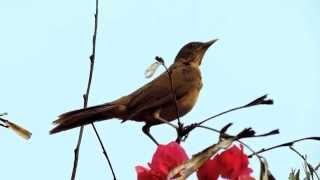 Claycolored Thrush Turdus Grayi  Sensontle Ruiseñor Zorzal [upl. by Aurea235]