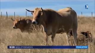 Feuilleton La vache Aubrac is back [upl. by Jessey395]