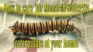 How to care for Monarch Butterfly Caterpillars at home [upl. by Crist]