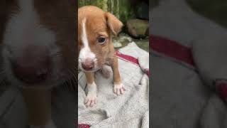 Sad dog  dog adoption 🥺  shorts sorts doglover helpdogs adoptme adoptdog justiceforstray [upl. by Veleda]