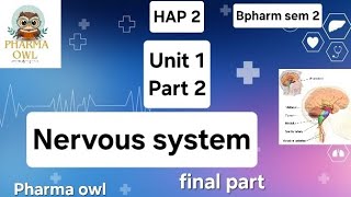 UNIT 1 PART 2  Meninges Ventricles  Csf amp Spinal cord  nervous system  HAP 2 Bpharm sem2 🦉 [upl. by Silvan]