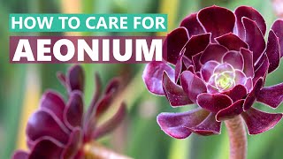 BEST TIPS HOW TO CARE FOR AEONIUM SUCCULENT PLANTS [upl. by Brenden]