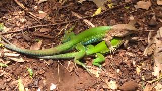 Mating behavior of the Ameiva ameiva lizard in Brazil [upl. by Boaten846]