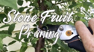 Pruning My Multigrafted Stone Fruit Tree [upl. by Sydelle]