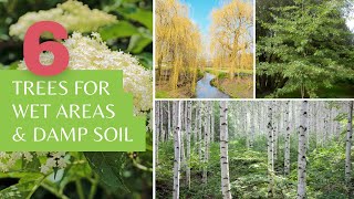 6 Trees for Wet Areas and Damp Soil Types [upl. by Courtney]