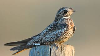 Voices Common Nighthawk [upl. by Rivers487]