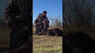 Another long shot javelina hitting the dirt texas texashunting javelina hunting hoghunt memory [upl. by Frederico]