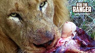 Male Lions With A Buffalo Feast [upl. by Jammin364]