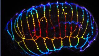 ZEISS LSM 880 with Airyscan Fast mode acquisition of C elegans embryo [upl. by Zoller]