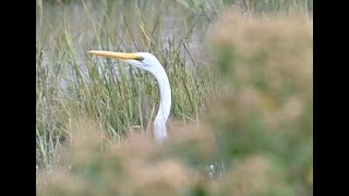 Lissome Egret [upl. by Anera721]