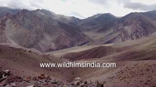 Markha valley in autumn dry desolation Ladakh September 2021 Caragana shrubs and wide bare valleys [upl. by Surtimed576]