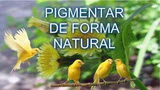 Como pigmentar canarios amarillos con plantas [upl. by Ollecram969]