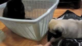 8 Week Old Pug Puppy Meet Raisin [upl. by Riffle]