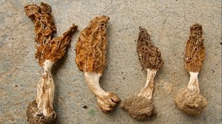 Morchella Mushroom  True Morels  Himachal Pradesh India [upl. by Benedetto]