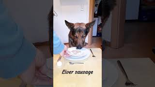 Odin the german shepherd amp the butchers menu part 12 germanshepherd dogs gsd asmr dog shorts [upl. by Rea]