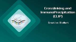 Crosslinking and ImmunoPrecipitation CLIP [upl. by Lua]