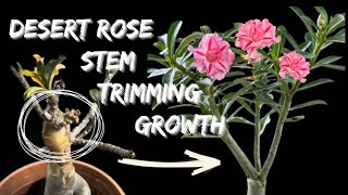 Bring My Desert Rose Plant Back to Life [upl. by Bartlett]