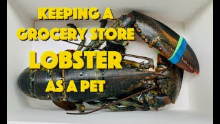 Keeping A Grocery Store Lobster As A Pet [upl. by Chandra444]