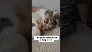 Why do cats sleep in such peculiar positions Audio crazycatvid sleepingcat shorts catfacts cat [upl. by Etneciv206]