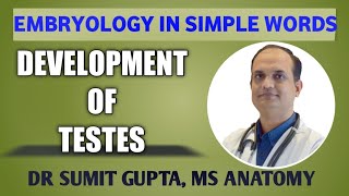 DEVELOPMENT OF TESTES  EMBRYOLOGY [upl. by Eilagam971]