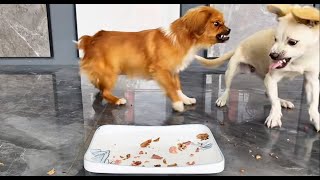 Funny Puppies Food Review Videos 🐶🍲 Petify TV Dogs Series 7 🐕💕 Petify TV puppies food review 2024 [upl. by Ziguard40]