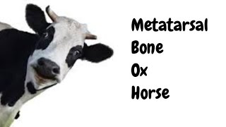 Metatarsal bone Ox VS horse urduhindi [upl. by Estella835]