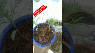 Cosmos seedling 🌱🌱repotting gardengardening explore trending viral [upl. by Ayram]