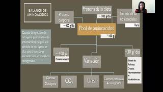 Morfofisiología I  Metabolismo de Aminoácidos 24 [upl. by Dotty]